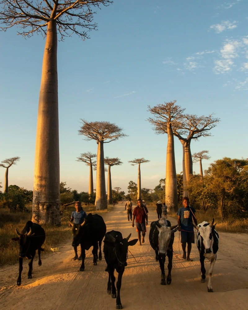 Toeristen en gidsen wandelen tussen de iconische baobabs van Madagascar tijdens het gouden uur, met de karakteristieke dikke stammen van deze eeuwenoude bomen tegen een helderblauwe hemel.