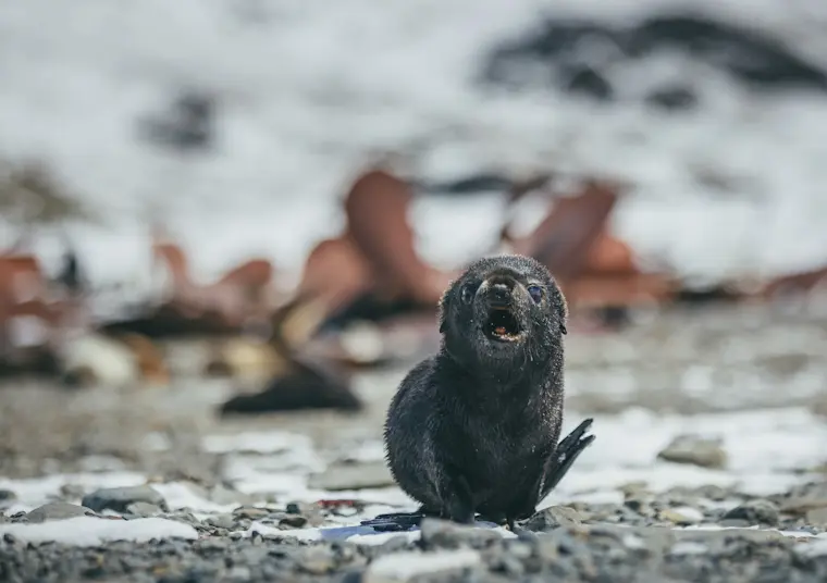 Een nieuwsgierige zeeotter zit op een rotsachtig strand met sneeuw en ijs, terwijl andere otters in het water achter hem zwemmen.