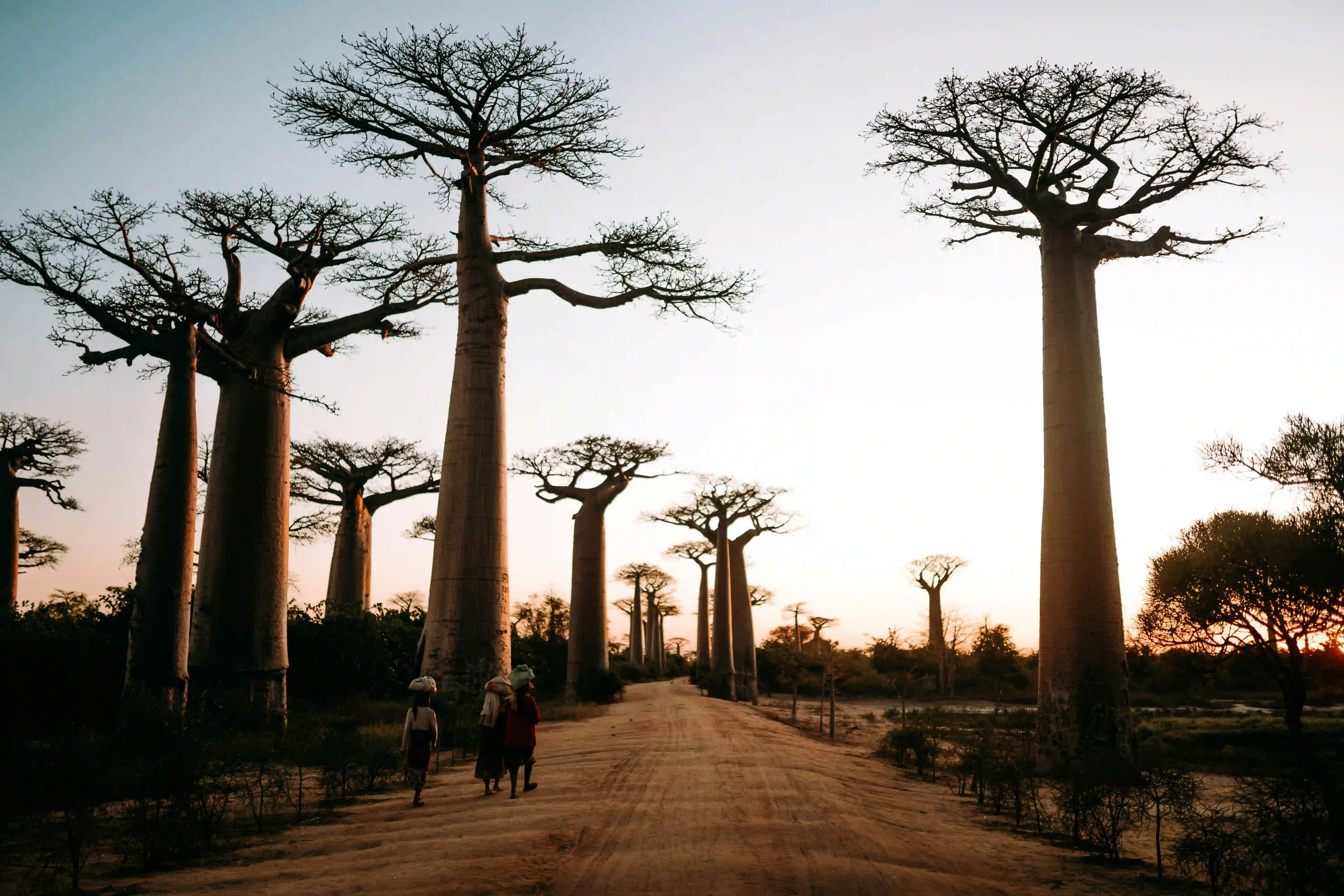 De bekende avenue de baobab in Madagaskar.