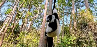 lemuur-hangt-acrobatisch-aan-boomstam &middot; madagascar