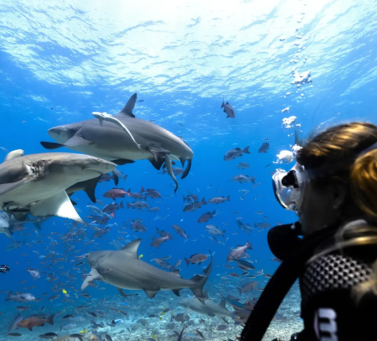 snorkelaar-ontmoet-rifhaaien-onder-water &middot; fiji-samoa-en-vanuatu