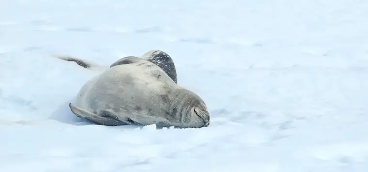 Een zeehond rust uit op het ijs in de Antarctica, omringd door sneeuw en ijs in deze koude poolregio.