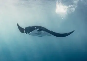 Een majestueuze manta ray zwemt gracieus onder water met zijn karakteristieke vleugelvormige vinnen uitgespreid, gefotografeerd vanuit onderwaterperspectief met zonlicht dat van boven doorbreekt.