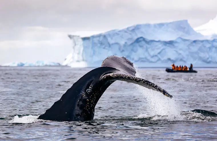 Een indrukwekkend moment waarop een walvis zijn staart uit het water heft tegen de achtergrond van een imposante ijsberg, terwijl toeristen in een rubberboot de scène observeren in een polair landschap.