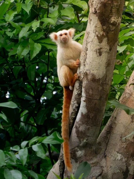 Een schattige roodwitte aap met een lange staart klimt voorzichtig tegen een boomstam in het groene regenwoudgebied van het Amazonegebied.