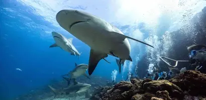 duiker-ontmoet-haaien-rond-rotsen &middot; fiji-samoa-en-vanuatu