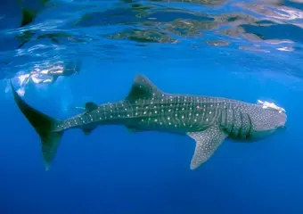 Een indrukwekkende walvishaai zwemt onder water in het helderblauw oceaanwater, waarbij de karakteristieke witte stippen en strepen van dit majestueuze zeedier duidelijk zichtbaar zijn.