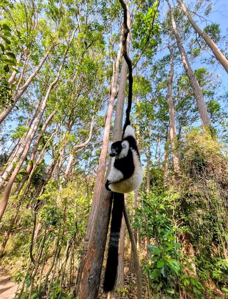 Een sifaka hangt speels aan een boom in een dicht bebost regenwoudgebied, met zijn karakteristieke zwart-witte vacht duidelijk zichtbaar tegen de bruine stam.