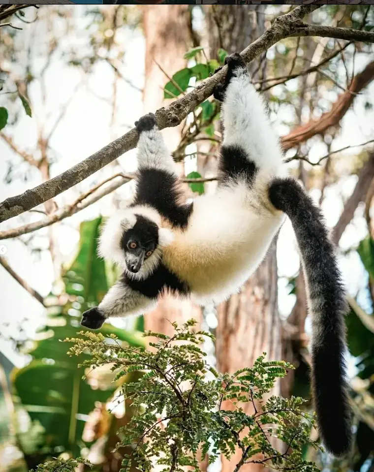 Een sifaka lemur hangt ondersteborend aan een boomtak in een tropisch bos, met zijn karakteristieke zwart-witte vacht en lange staart zichtbaar.