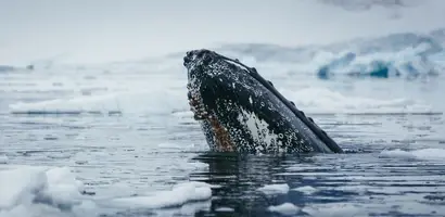 walvis-breekt-door-het-poolijs-uit