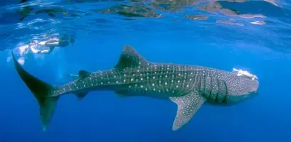 walvishaai-zwemt-onder-snorkeleers &middot; madagascar