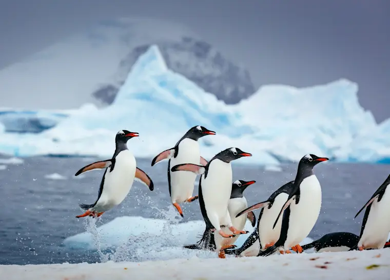 Een groep Adeliepinguïns komt uit het water op een sneeuwwitte strand, met imposante blauwe ijsbergen op de achtergrond in de Antarctische wildernis.