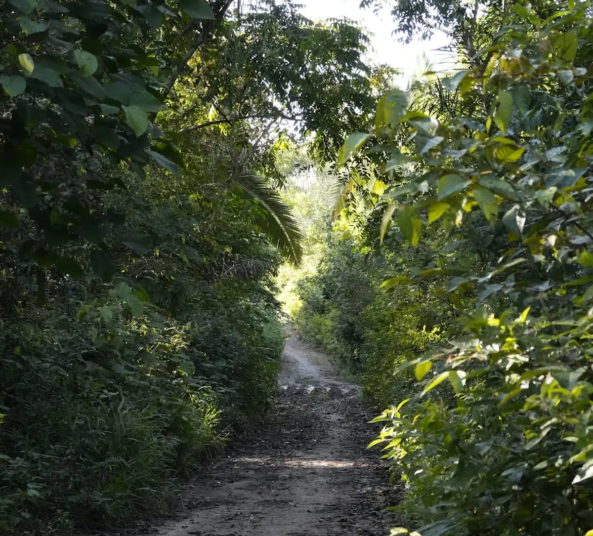 Wandelpad in de Amazone van Brazilie