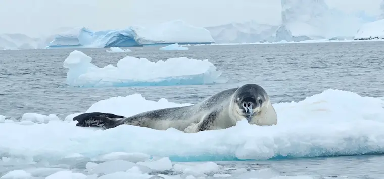 Een zeehond rust op een ijsschots in Antarctica, omgeven door drijvend ijs en bergtop-vormige ijsbergen in het arctische water.