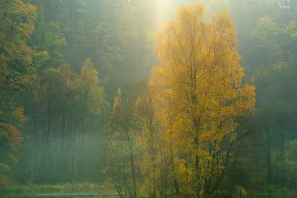Höstfärgad skog med dimslöjor, gyllene lövverk och naturskön miljö i mjukt morgonljus.