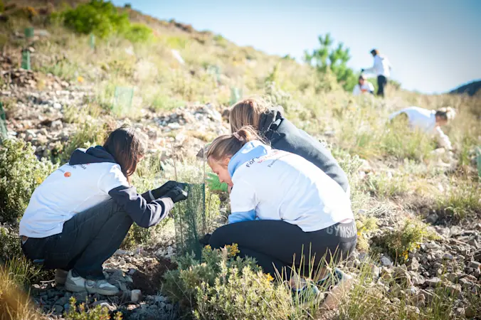 Fastighetsbyrån-skogen vy.