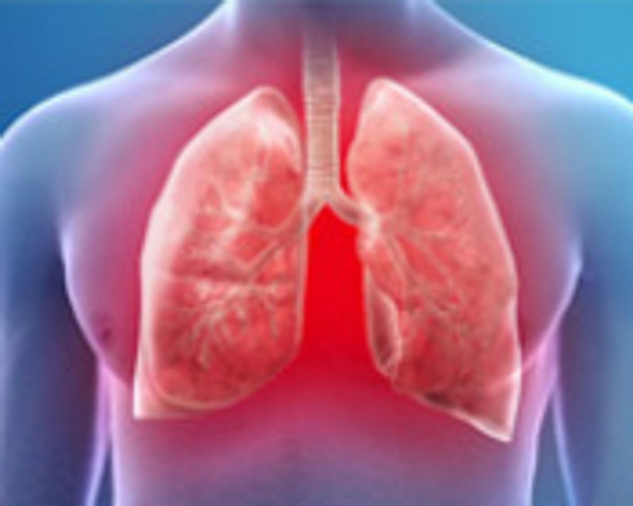 Stock image of lungs that are highlighted.