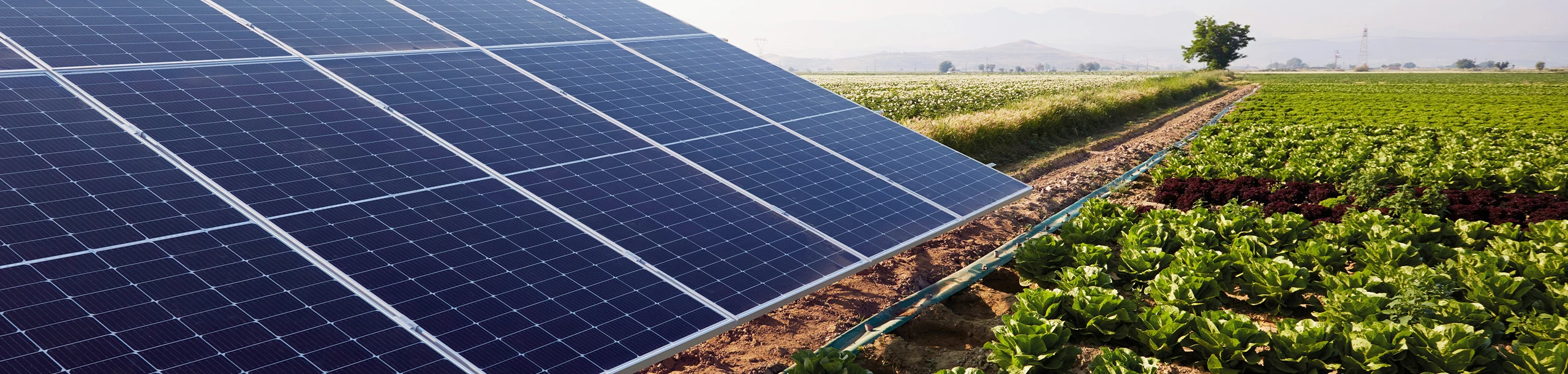 Eine Photovoltaik-Anlage auf einem Feld