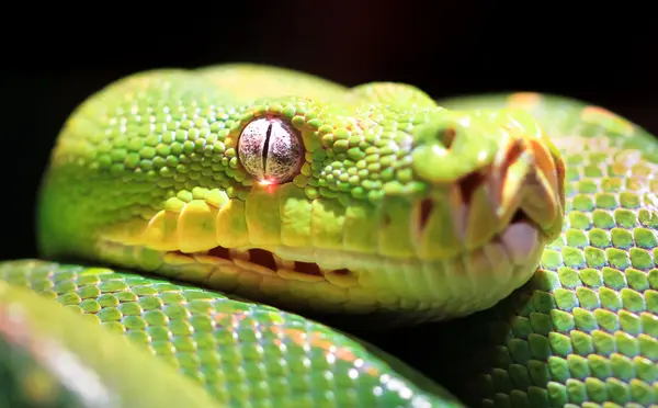 danger python