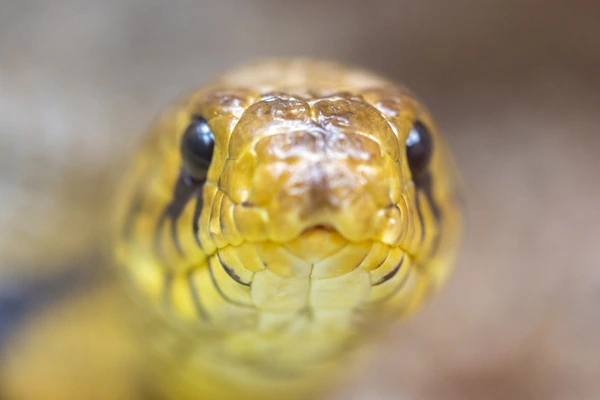 yellow python head