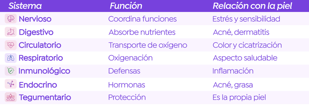 Sistemas del cuerpo humano y su relación con la piel | Pomys