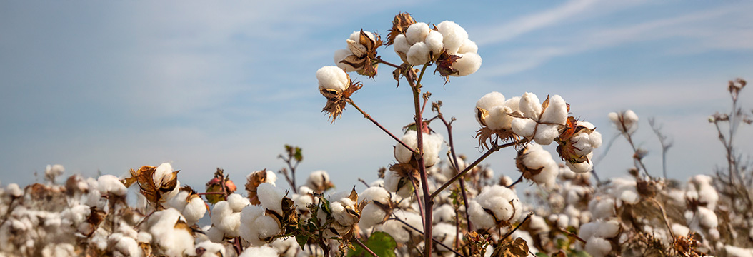 Algodón y piel: ¡el match perfecto!