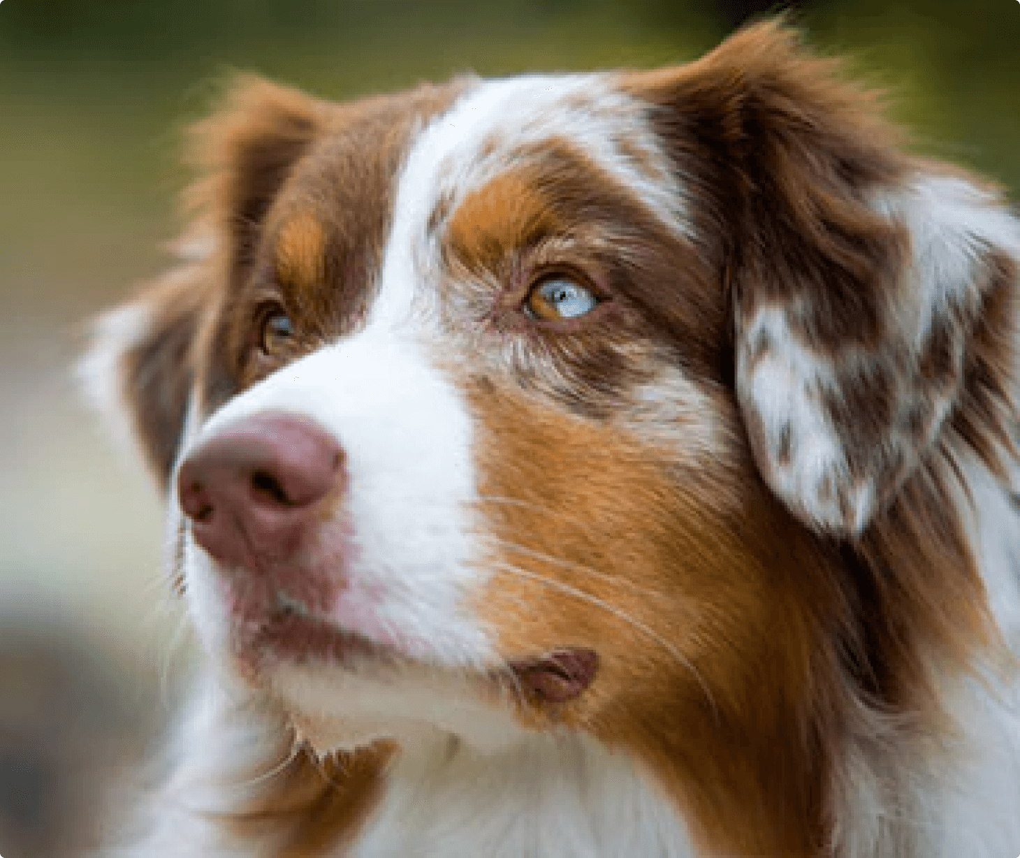 Purina PRO PLAN - Australian Shepherd