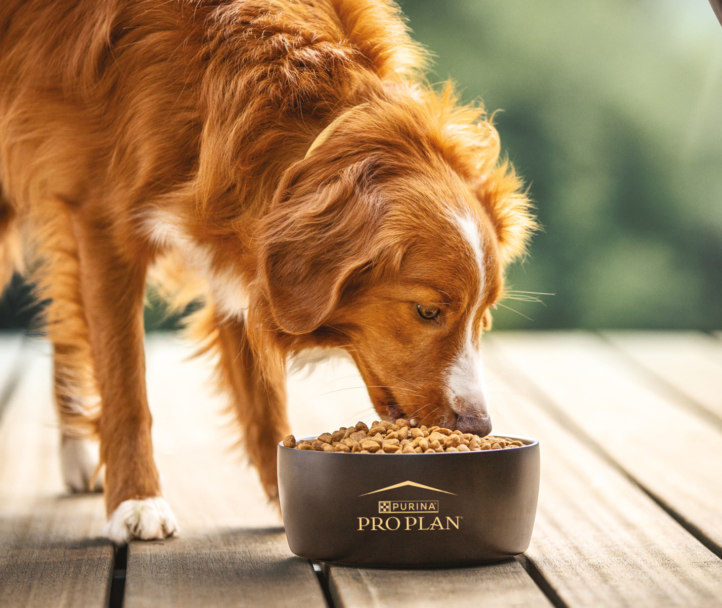 Purina PRO PLAN - Australian Shepherd
