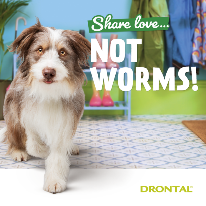 Drontal Share Love Not Worms