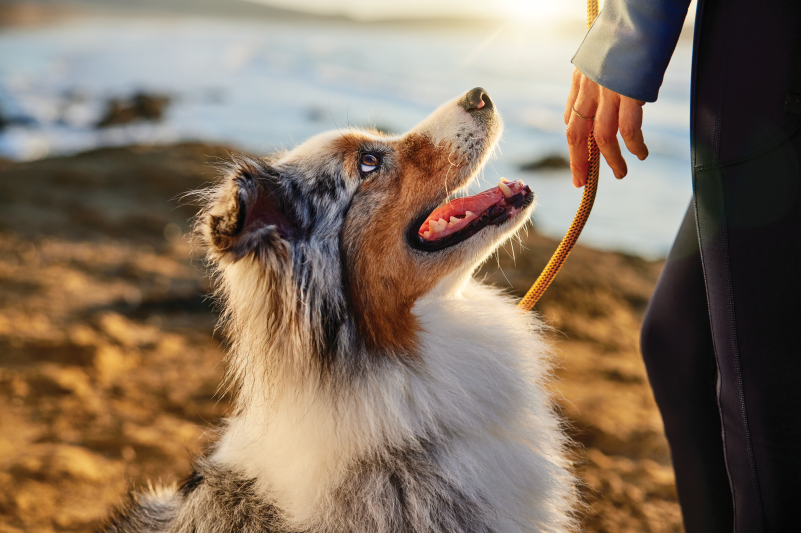 Purina Feature Image