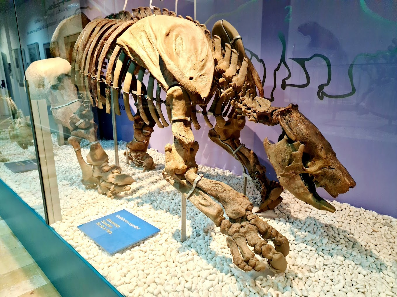 Museo de Ciencias Naturales de Valencia