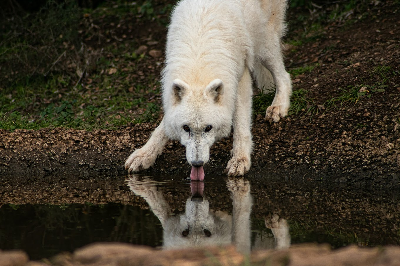 Lobo Park