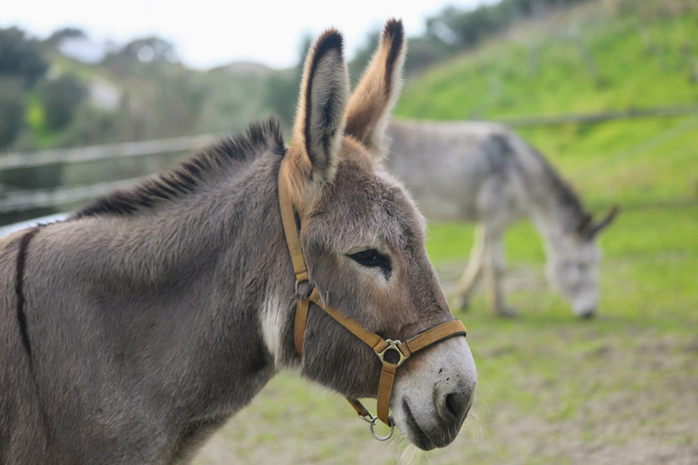 Donkey Dreamland