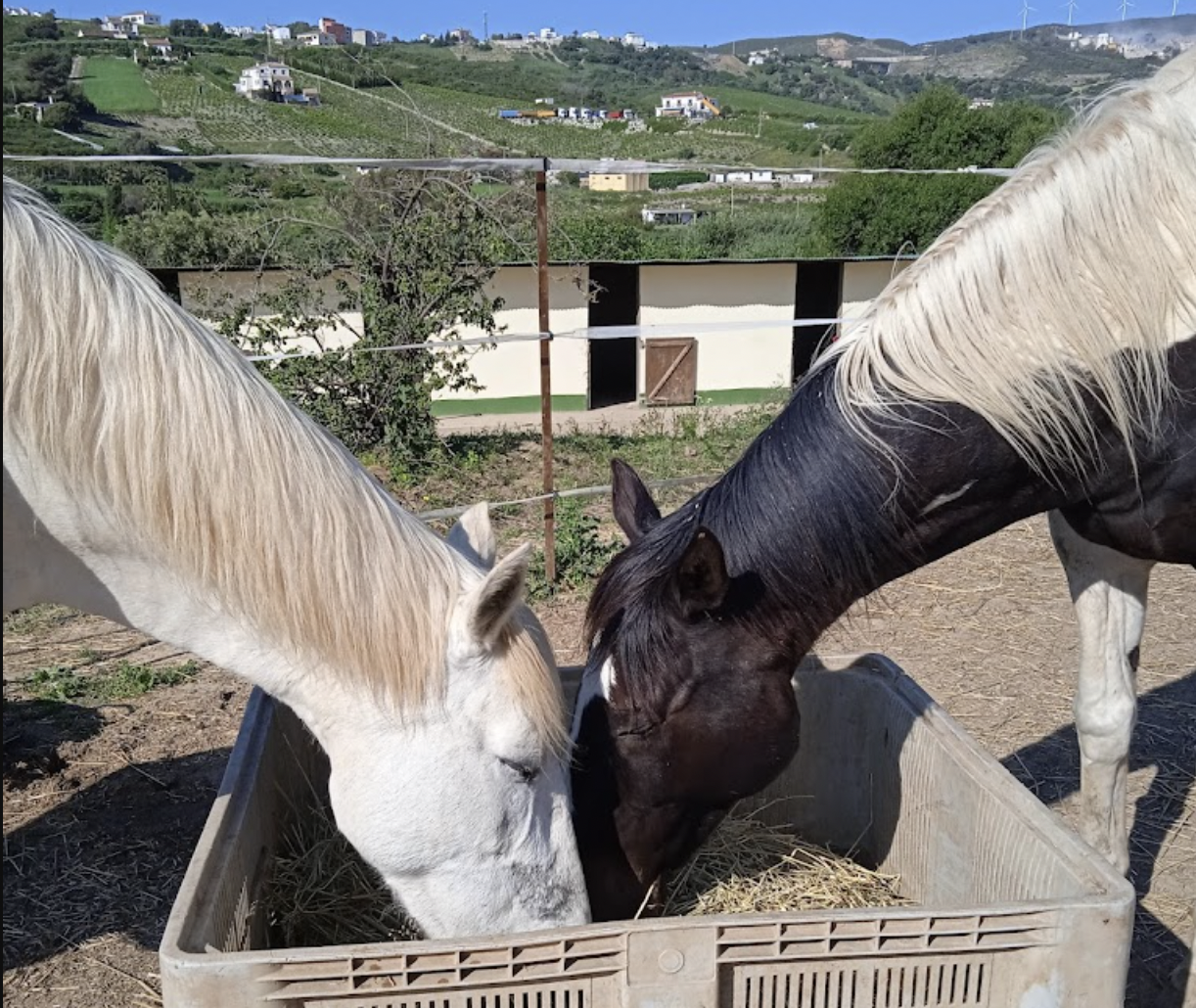 Happy Horse Riding Academy