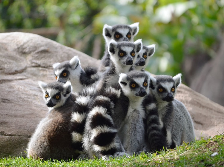 Bioparc Fuengirola