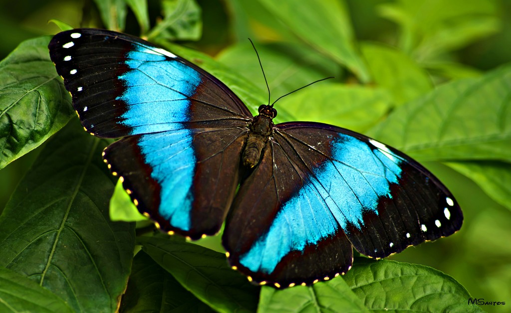 Mariposario de Benalmádena