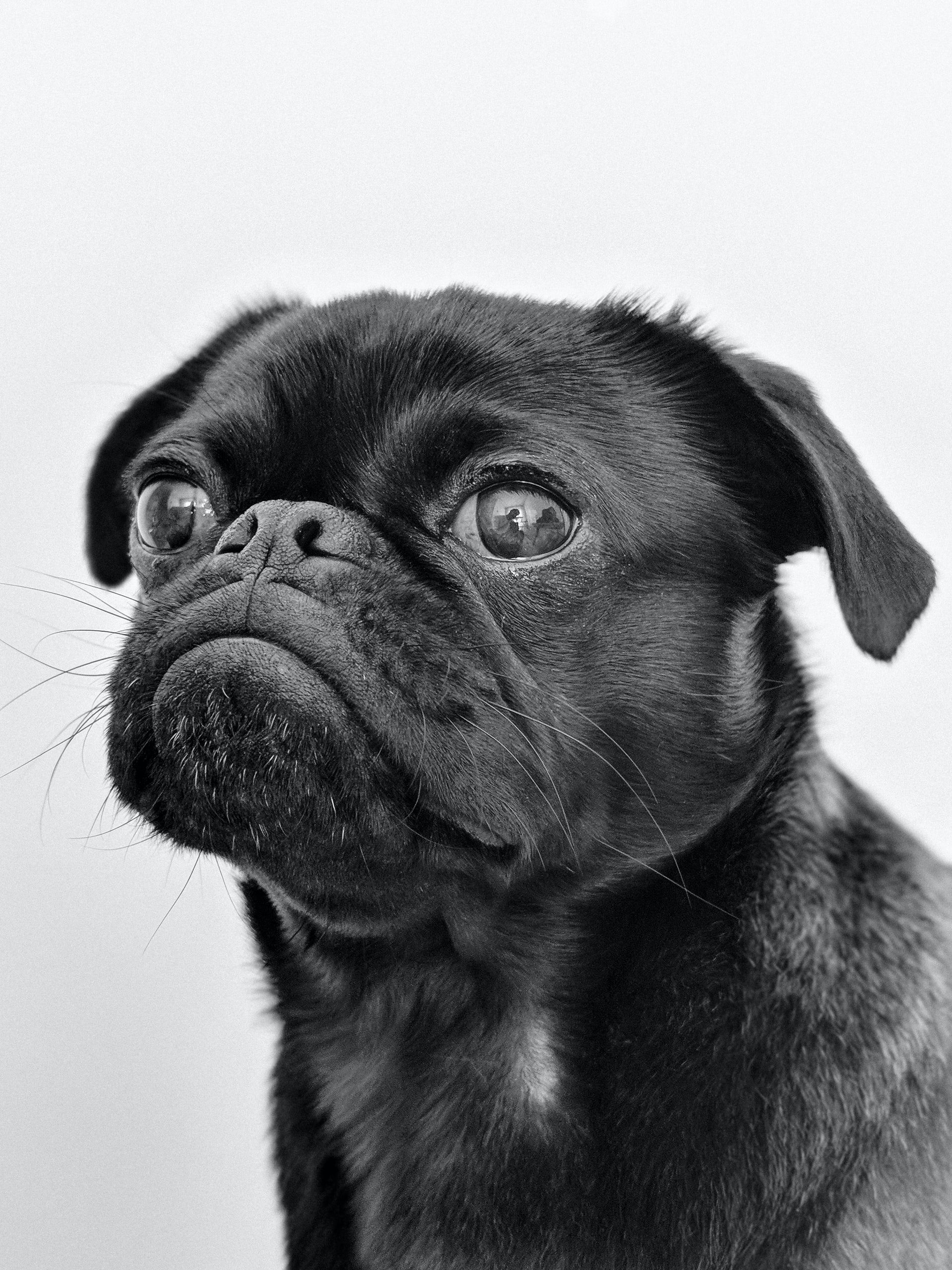 Black Pug headshot