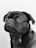 Black Pug headshot