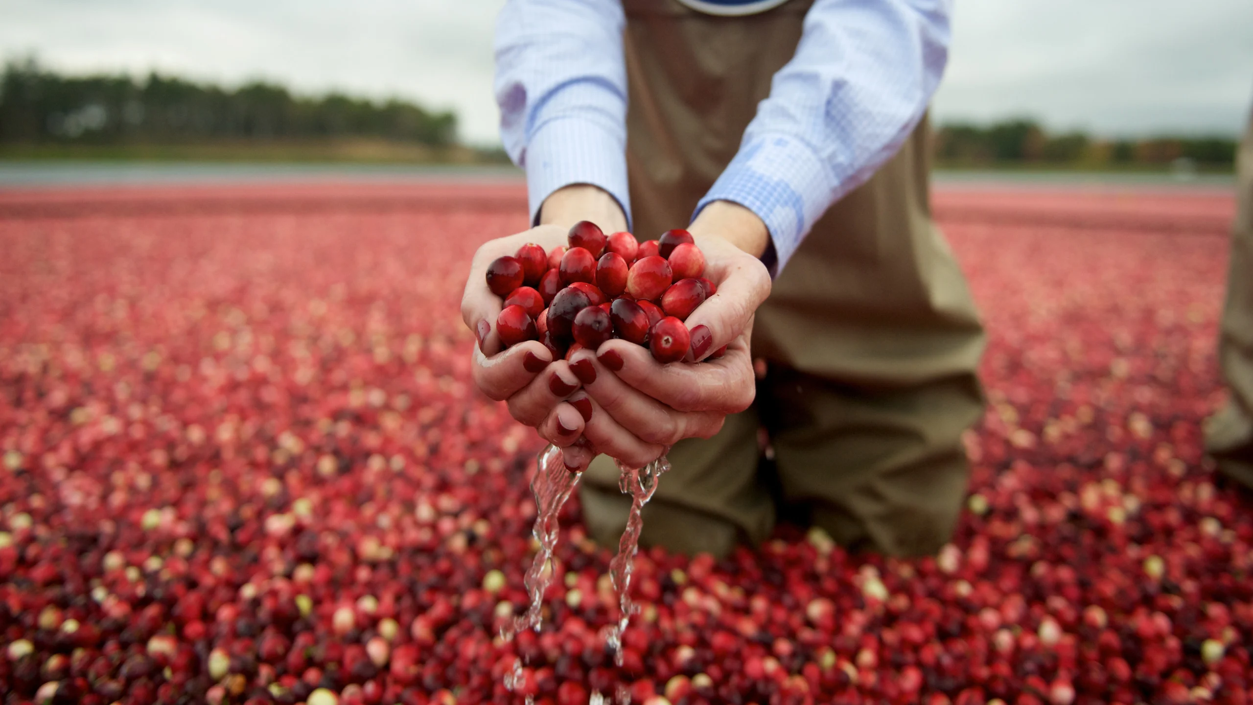A farmer standing in a flooded bog holding wet cranberries during a harvest.