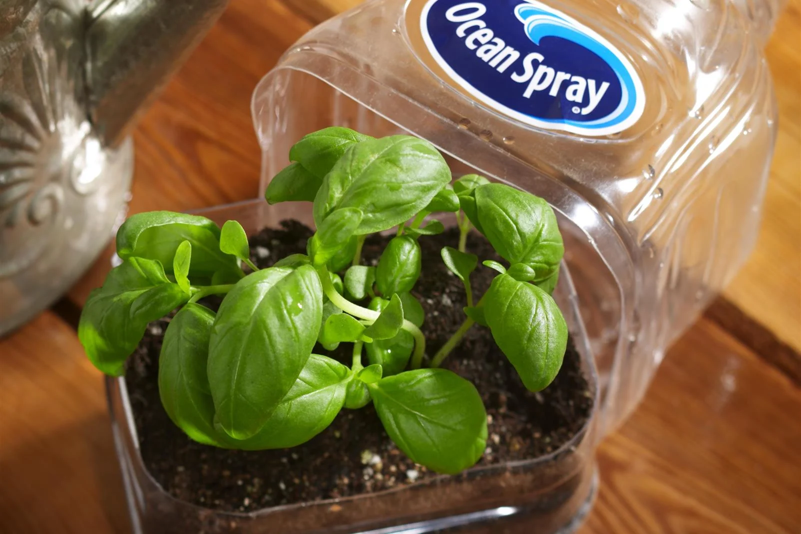 Ocean Spray Seed Starter Kit