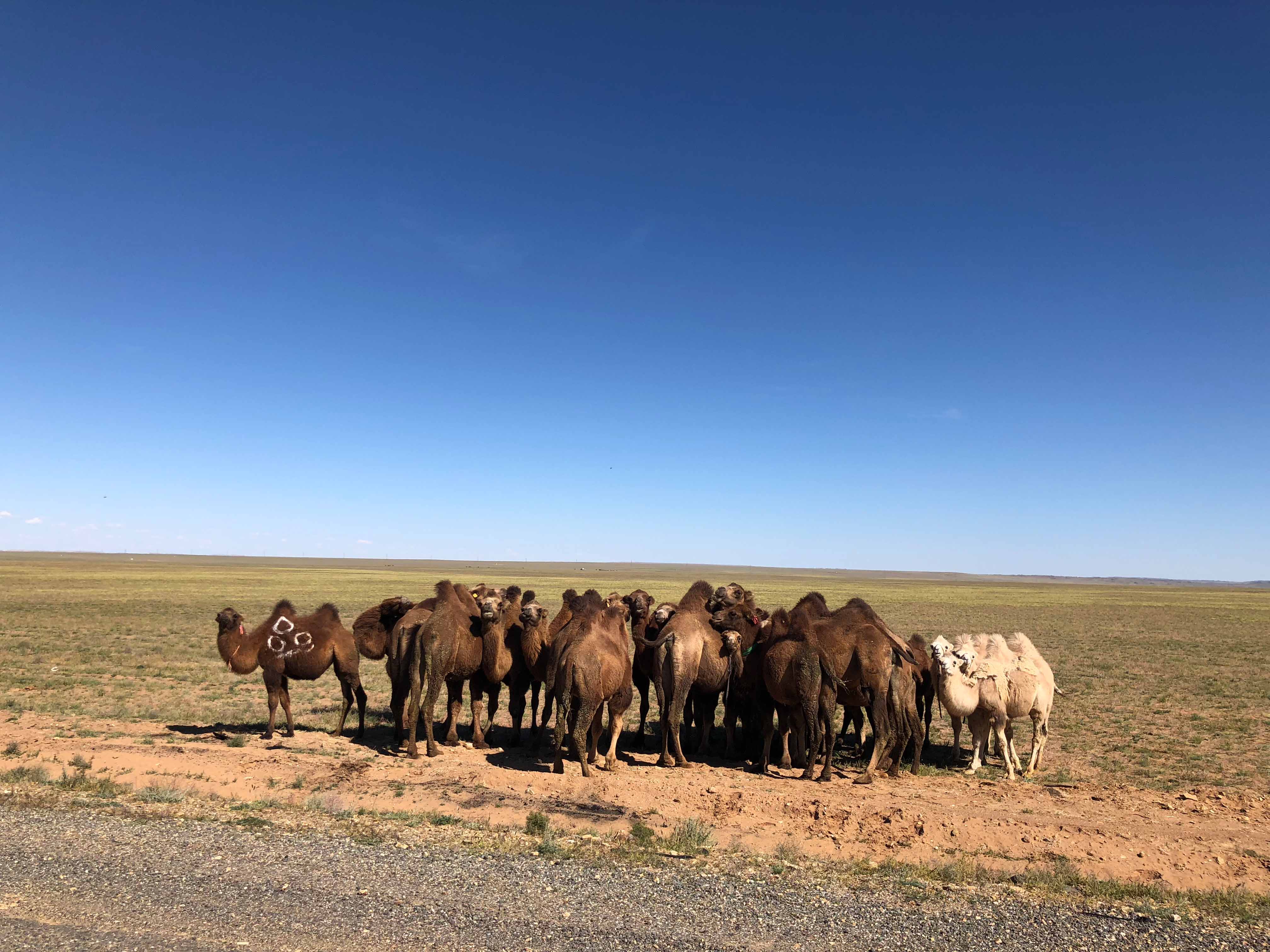 A ‘four Season Road Trip’ In The South Of Mongolia - Escape To Mongolia