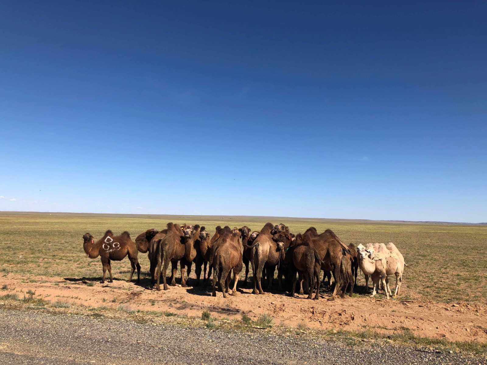 Gobi Camels
