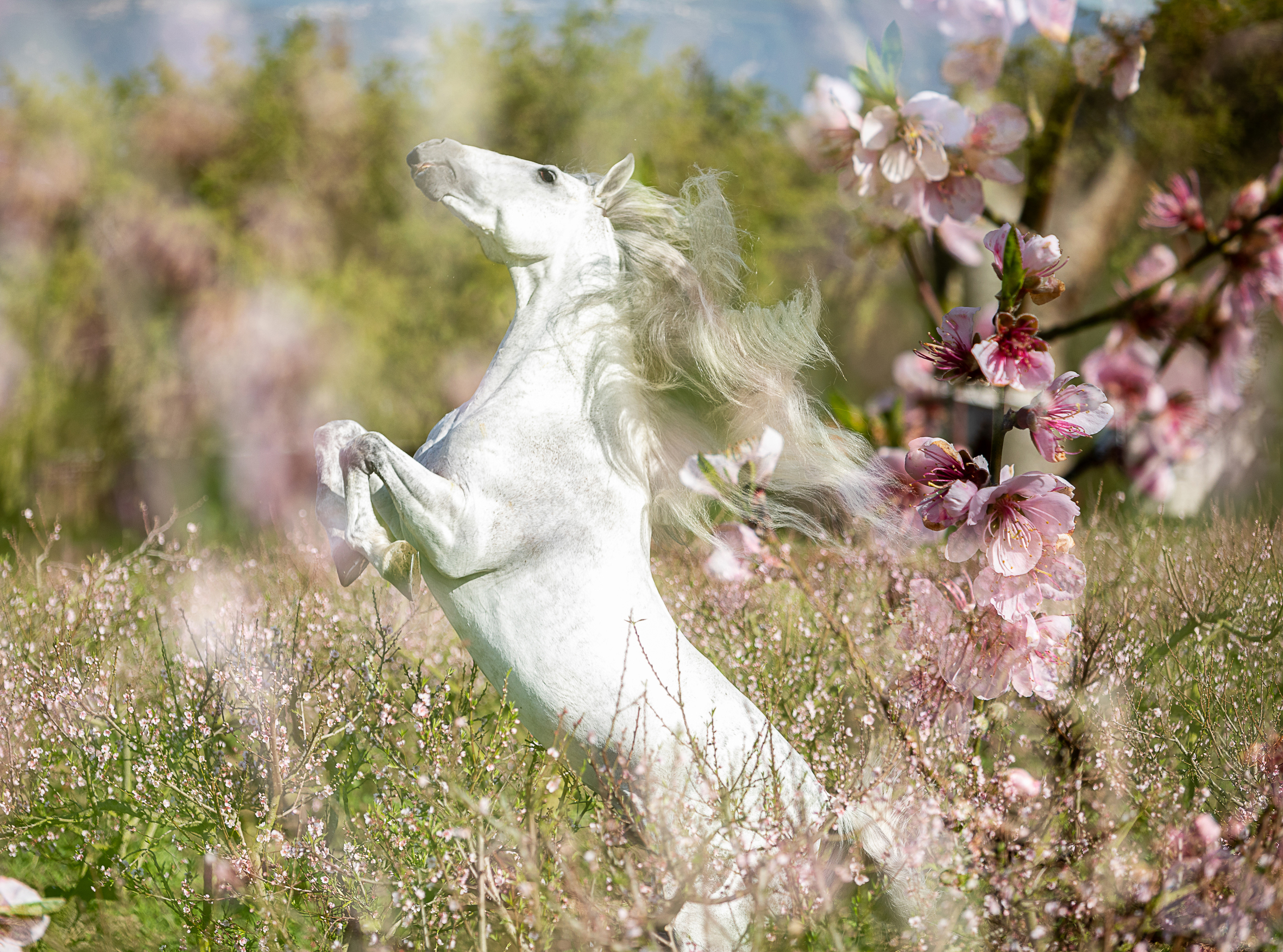 EQUUS 5a