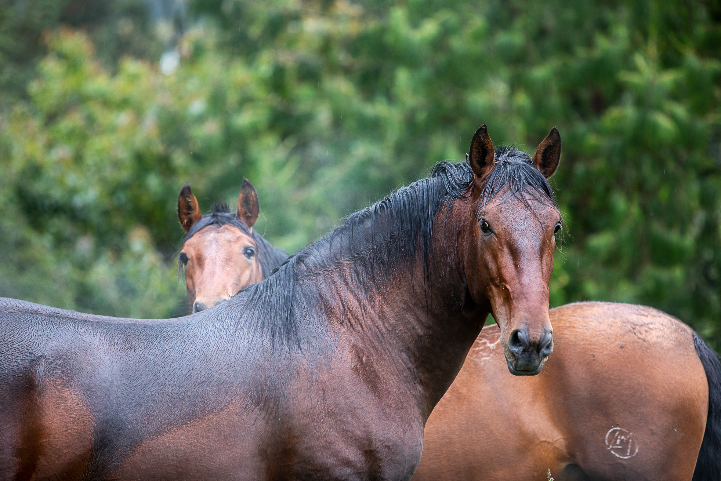 EQUUS 3a
