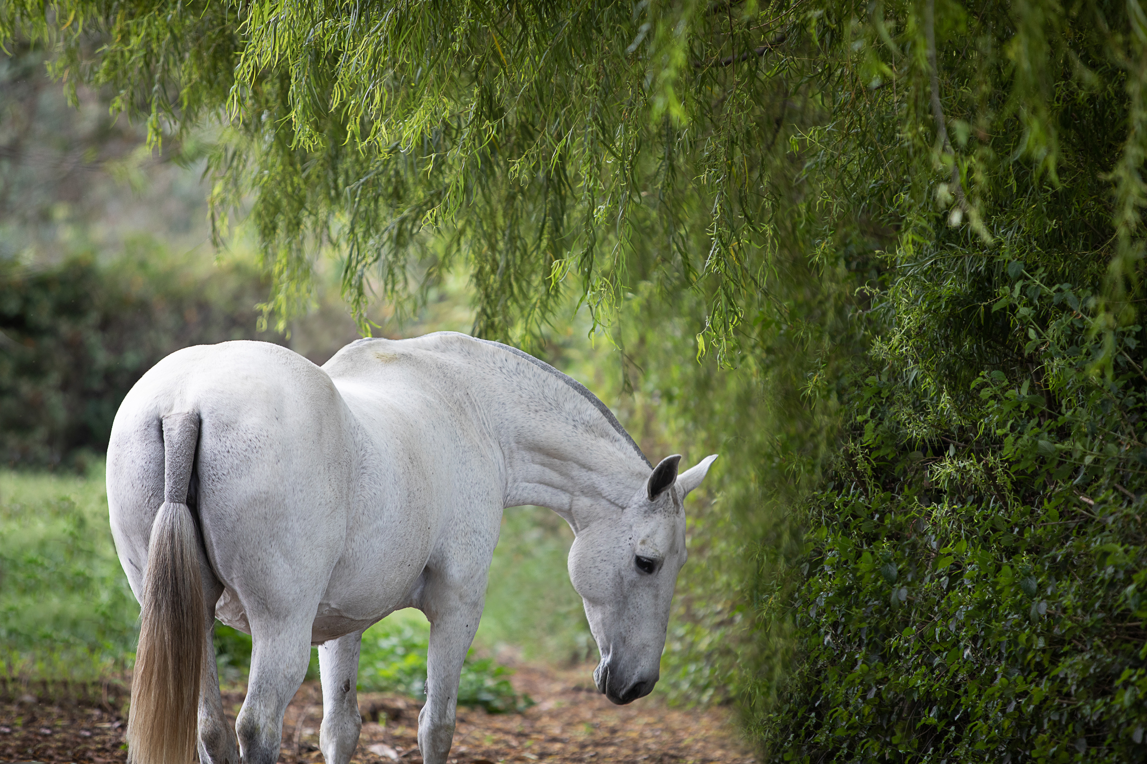 EQUUS 6a