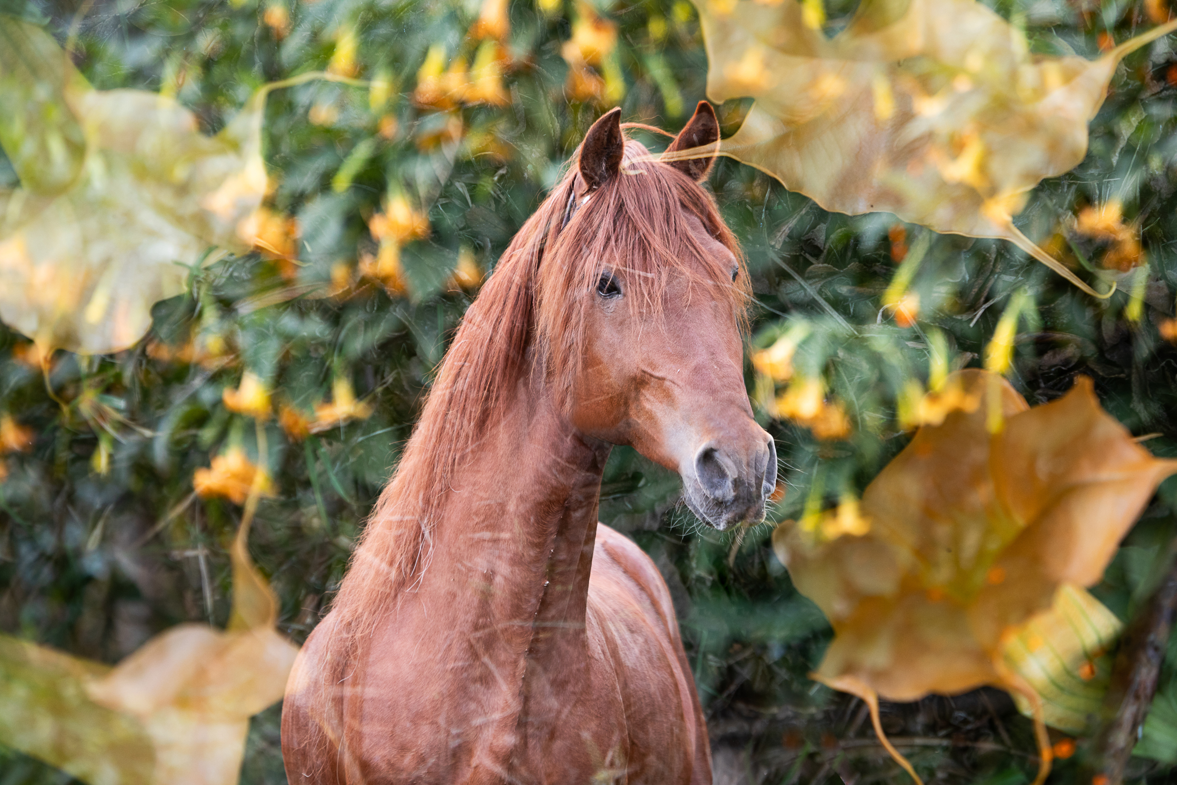 EQUUS 4a