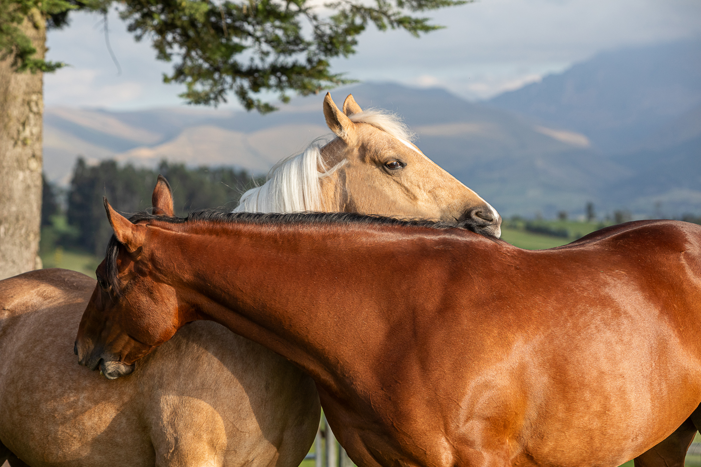 EQUUS 2a