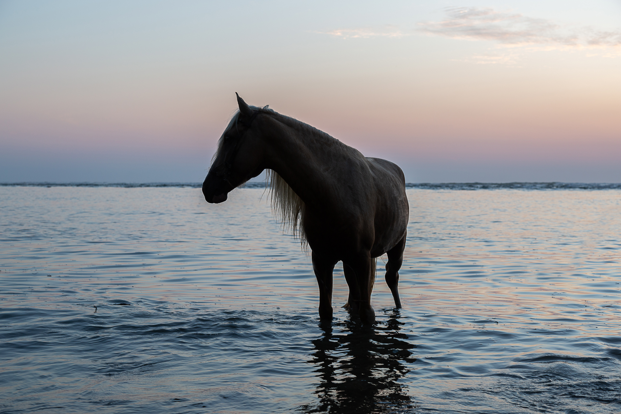 EQUUS 8a