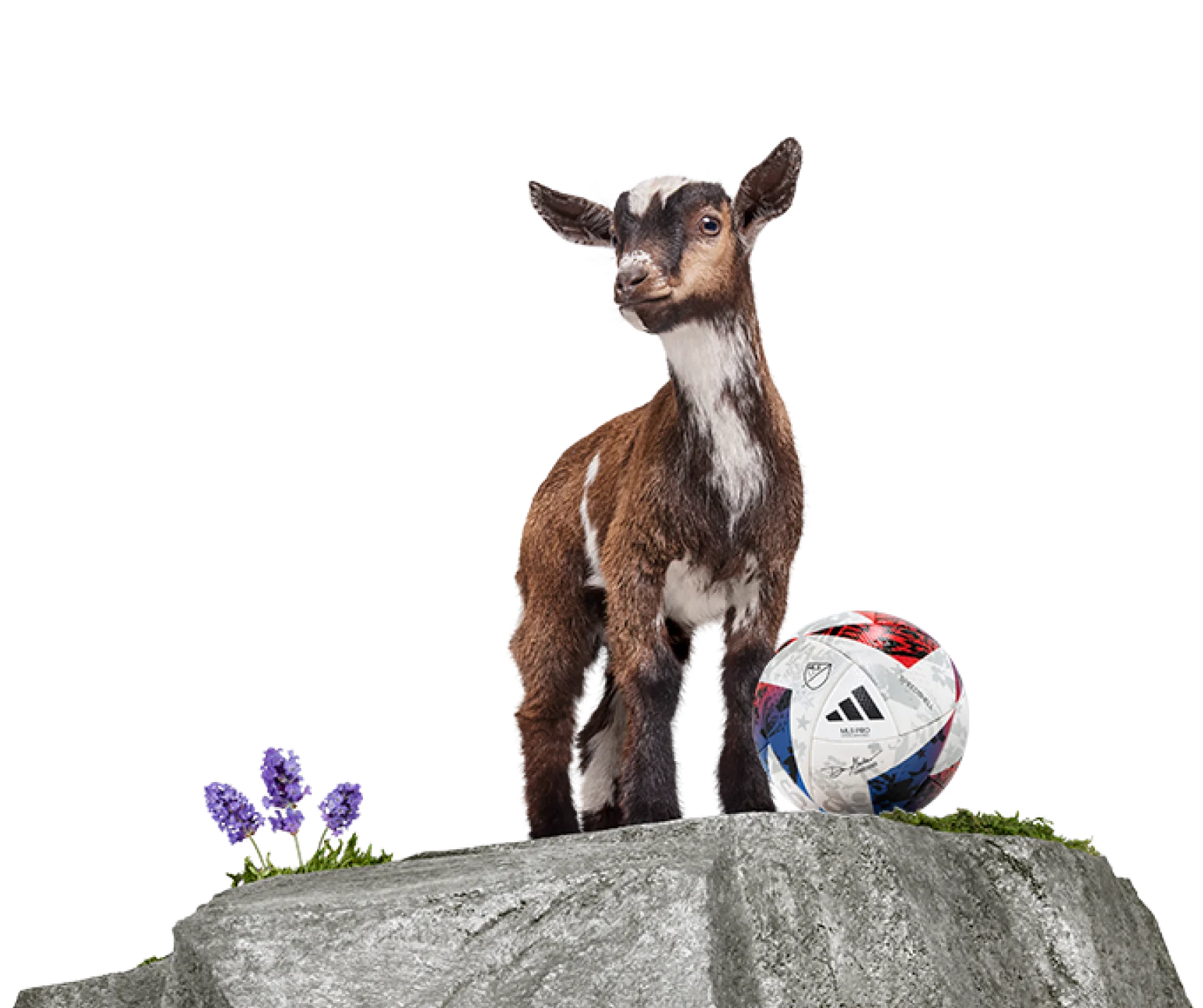 A TELUS goat standing behind a soccer ball.