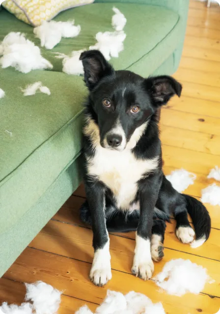 Chien s’amusant avec un jouet en peluche près d’un canapé. 